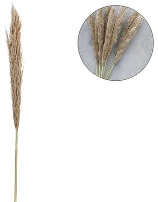 Zdjęcie produktu dla Suszone kwiaty trawy pampasowej w naturalnym kolorze | Gałązka trawy pampasowej do dekoracji, 135 cm