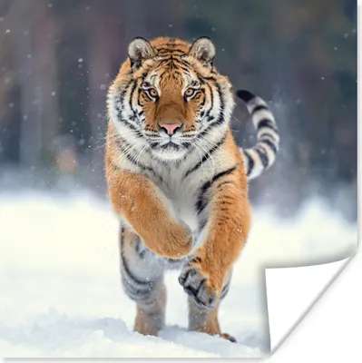 Produktbild von MuchoWow® Poster Tiger - Landschaft - Schnee - Tiere 30x30 cm - Wandposter - Printing