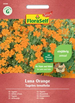 Obrázek produktu pro Afrikán Aksamitník malokvětý Luna Orange FloraSelf Select oranžový