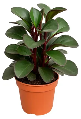Productafbeelding van JUNAVERA Peperomia clusiifolia 'Red Margin' terrariumplant en kamerplant | 8,5 cm pot | 12 cm hoog
