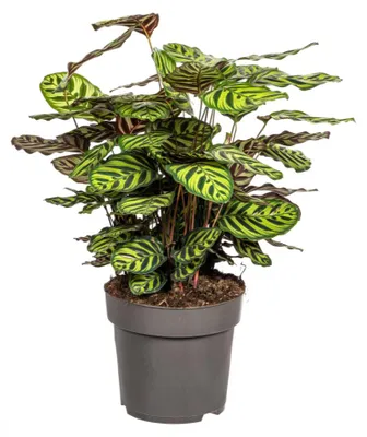 Produktbild von Calathea Makoyana Ø27cm - Höhe 60 - 80cm