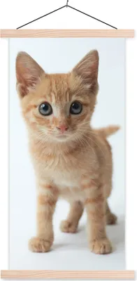 Produktbild von MuchoWow® Textilposter Katze - Rot - Kätzchen - Mädchen - Kinder - Jungen - Kind 40x80 cm mit holzfarbenen Rahmen - Wohnzimmer
