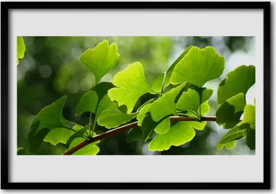 Produktbild von Bild 70x50 MDF-Rahmen Wandkunst Blätter Natur Baum-Zweig