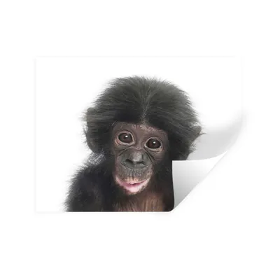 Produktbild von MuchoWow® Wandtattoo Wandsticker Wandaufkleber Affe - Tiere - Natur - Schimpanse 40x30 cm Selbstklebend und Repositionierbar - Faltenfrei