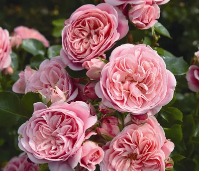 Produktbild von Dehner Rose Beetrose Bailando®, Züchter Tantau, gefüllte lachsrosa Blüten, duftend, 15-30 cm, 4 l Topf