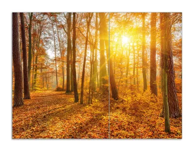 Produktbild von Wallario Herdabdeckplatte aus Glas, Größe 70 x 52 cm 2-teilig, Motiv Sonnenuntergang im herbstlichen Wald