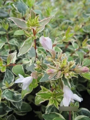 Produktbild von Abelia grandiflora Steredenn - Großblumige Abelie Steredenn 30-40cm