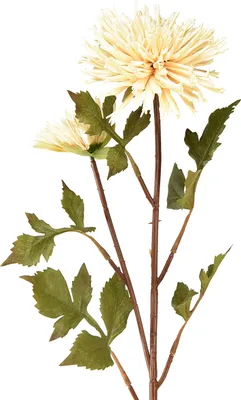 Produktbild von Chrysantheme Creme Kunstblume Deko 2 Blüten L70cm