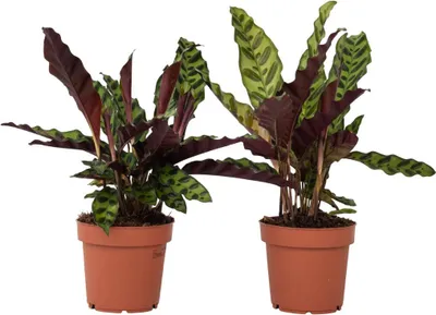 Image de Calathea ornata - Set de 2 - Goeppertia insignis - Hauteur 30-40cm - ⌀12cm