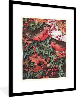 Produktbild von MuchoWow® MuchoWow® Gerahmtes Poster Antiker Vogel Druck Rotkehlchen 60x80 cm - Poster mit zchwarzem Bilderrahmen - Wohnzimmer - Dekorationen - Prämie