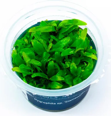 Produktbild von Hygrophila sp. 'Siamensis' In-Vitro Cup algen- und schneckenfrei