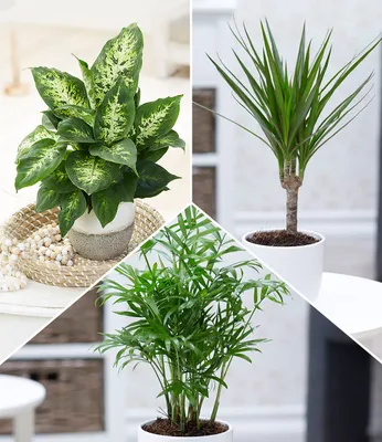 Produktbild von BALDUR Garten 3er Mix Luftreinigende Zimmerpflanzen 'Fresh Air', Pflanzen im 12 cm-Topf, 1x Dieffenbachie, 1x Dracena Drachenbaum und 1x Chamaedorea Palme, Grünpflanzen, mehrjährig - frostfrei halten