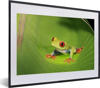Produktbild von MuchoWow® Gerahmtes Poster Frosch aus Costa Rica 40x30 cm - Poster mit Schwarzem Bilderrahmen Wandposter Rahmen Foto Bilder - Bilderrahmen - Poster im Rahmen