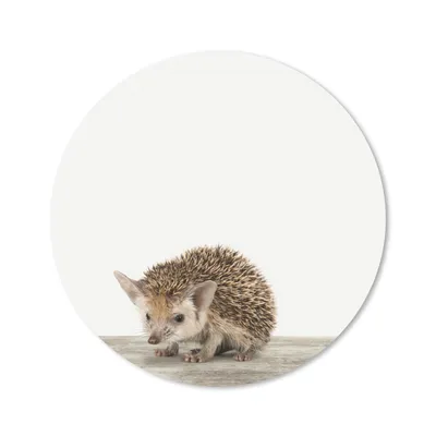 Produktbild von MuchoWow® Mauspad Mousepad Igel - Tiere - Jungen - Mädchen 20x20 cm - Mousepads - Maus Mat - Pad - Mausunterlage - Schreibtischmatte