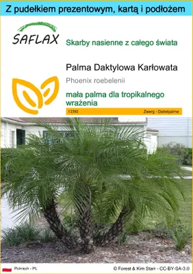 Zdjęcie produktu dla SAFLAX - Zestaw prezentowy - Palma Daktylowa Karłowata - 25 Nasiona - Z pudełkiem upominkowym, etykietą wysyłkową, kartą podarunkową i podłożem uprawowym - Phoenix roebelenii