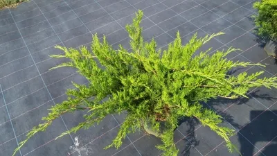 Produktbild von Juniperus media Mint Julep - Grüner Strauchwacholder - 100-125