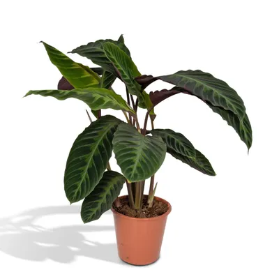 Immagine prodotto di Meergroothandel Calathea Warscewiczii - 70 cm, Ø 19 cm