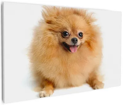 Produktbild von Wallario Premium Leinwandbild Lustiger niedlicher Spitz in Größe 60 x 90 cm