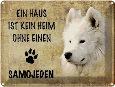 Produktbild von vianmo Blechschild 30x40 cm Samojeden Hund ohne kein Heim