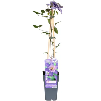 Zdjęcie produktu dla Clematis Multi Blue - Clematis Blauw - Ø15cm - ↕65cm