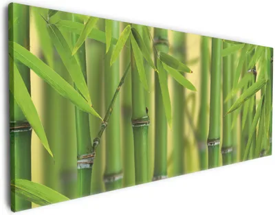 Produktbild von Wallario Premium Leinwandbild Grüner Bambuswald in Größe 50 x 125 cm