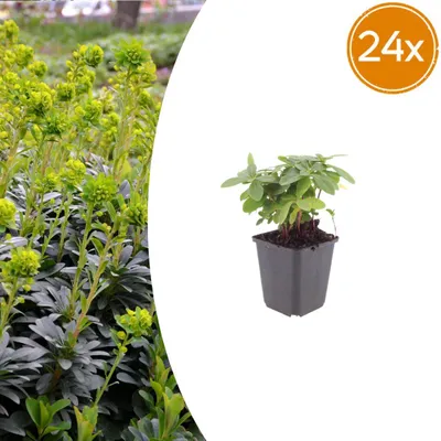 Immagine prodotto di Euphorbia amygdal. robbiae | 24 pezzi - 10-25cm - Ø9cm - Pianta da giardino