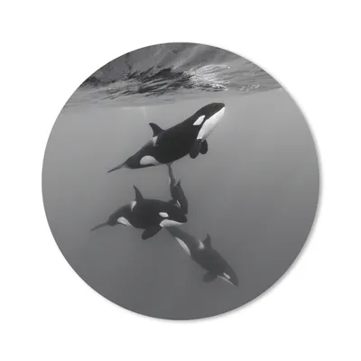 Produktbild von MuchoWow® Mauspad Mousepad Orca - Wasser - Schwarz - Weiß 40x40 cm - Mousepads - Maus Mat - Pad - Mausunterlage - Schreibtisch Accessoires