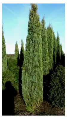Produktbild von blauer Raketen-Wacholder Juniperus scopulorum Blue Arrow 50-60 cm hoch im 4 Liter Pflanzcontainer