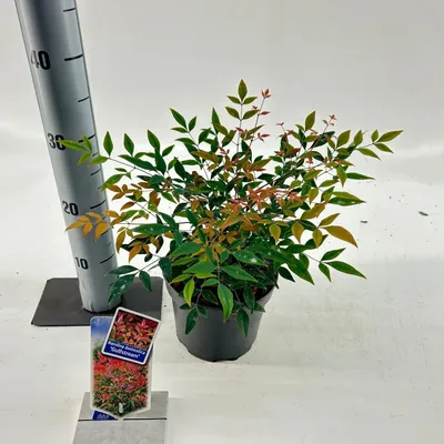 Image de Nandina domestica « Gulfstream »  - Bambou céleste | 20-25 cm en pot