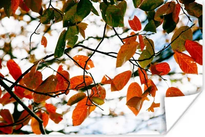 Produktbild von MuchoWow® Poster Herbst - Blätter - Landleben - Jahreszeiten 180x120 cm - Fotoplakat