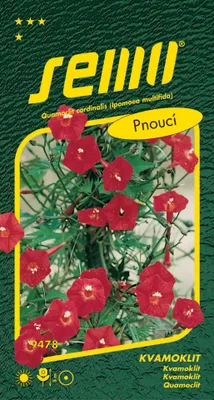 Produktbild von Saatgut Kvamoklite - Kardinalblume 1g