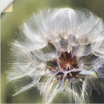 Produktbild von ARTland Wandbild, selbstklebend Pusteblume II Größe: 70x70 cm