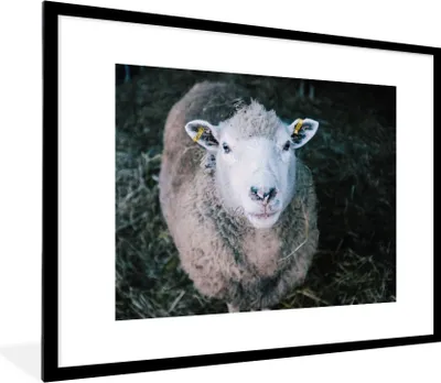 Produktbild von MuchoWow® Gerahmtes Poster Schafe - Tiere - Rinder 80x60 cm - Poster mit Schwarzem Bilderrahmen Wandposter Rahmen Foto Bilder - Schlafzimmer-Dekorationen - Fotoposter