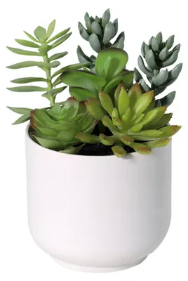 Produktbild von Künstliche Sukkulente 19cm im weißen Topf - realistische Kunstpflanze