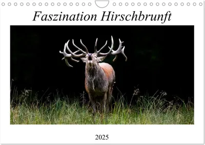 Produktbild von Faszination Hirschbrunft (Wandkalender 2025 DIN A4 quer), CALVENDO Monatskalender
