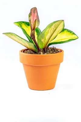 Produktbild von Gardners Hoya carnosa Tricolor, Durchmesser 6 cm