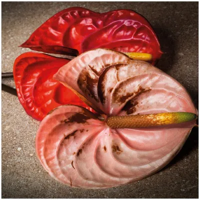Produktbild von Wallario Memoboard Magnettafel aus Glas, Größe 50 x 50 cm, Motiv Blüten einer Flamingoblume - Anthurie - auf schwarzem Marmor