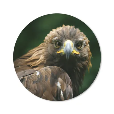 Produktbild von MuchoWow® Mauspad Mousepad Adler - Braun - Raubvogel 20x20 cm - Mousepads - Maus Mat - Pad - Mausunterlage - Schreibtischmatte