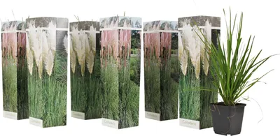 Six potted plants in packaging, with one plant outside of its packaging in the foreground.