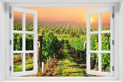 Produktbild von Wallario Wandbild aus Acryl, 60 x 90 cm, freischwebende Optik - Weinberg mit untergehender Sonne mit Fenster-Illusion