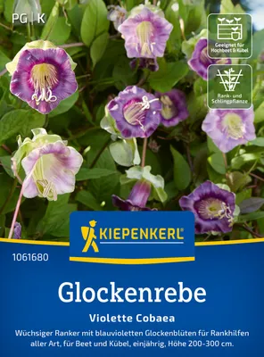 Produktbild von Kiepenkerl Glockenrebensamen Violette Cobaea Cobaea scandens 10 Pflanzen