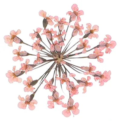 Gepresste Trockenblumen, 24 Stück, 2–2,5 cm, hellrosa