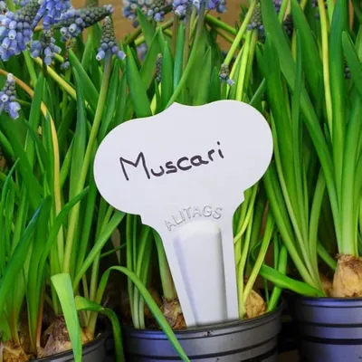 Immagine prodotto di Etichette in alluminio per piante da giardino, set da 25