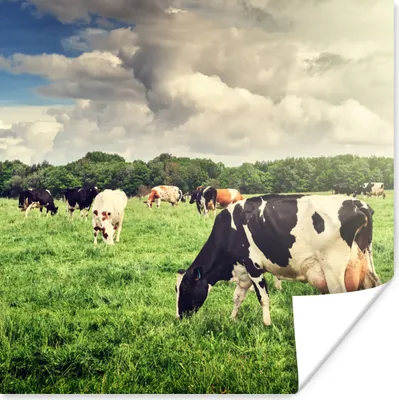 Produktbild von MuchoWow® Poster Kühe - Weide - Natur - Tiere - Landschaft 50x50 cm - Wohnzimmerdekoration