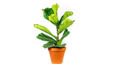Obrázok produktu pre Gardners Ficus lyrata, priemer 17 cm