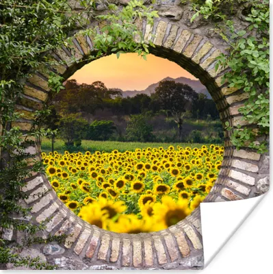 Produktbild von MuchoWow® Poster Durchschauen - Blumen - Sonnenblume 100x100 cm - Babyzimmer