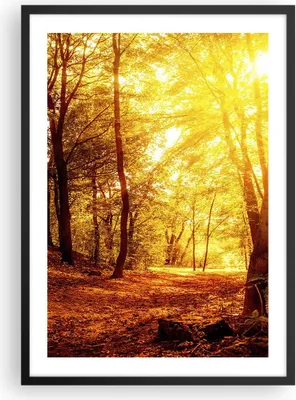 Produktbild von Gerahmtes Poster - Schwarzer Rahmen - Wald Baum Natur - 50x70 cm - Wand Bild - Wanddeko - Wandbilder - Kunstposter - Wandposter - Bilderrahmen - Bilder - Kunstdruck - Wandbild - P2BPA50x70-3722