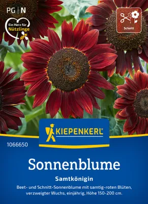 Artikelbild 2 von 'Sonnenblume Samtkönigin' aus der Kategorie Sonnenblumensamen