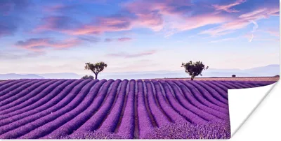 Produktbild von MuchoWow® Poster Lavendel - Natur - Lila - Bäume - Blumen 40x20 cm - Poster für die Wand - Poster Schlafzimmer