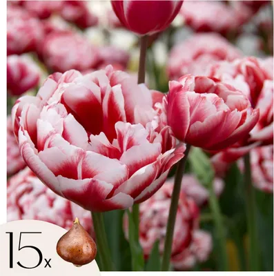 Image de Tulipe - Set de 15 - Tulipa 'Drumline' - Bulbes à fleurs - Rose